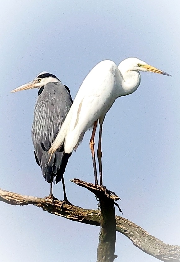 The Salzlandkreis district, situated east of the Harz in Saxony-